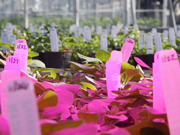 荣事达智能照明·植物照明前景看涨，科技巨头们跨行“种菜”